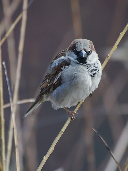 Varpunen, House Sparrow, Passer domesticus